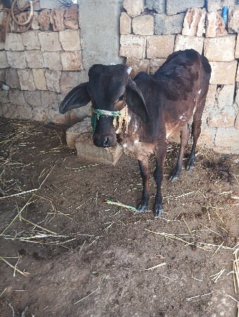 વાછડી વેચવાની છે