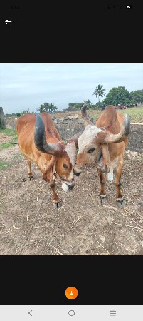 બરદવેસવાનાસે