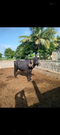 ખડેલી વેચવાની સે