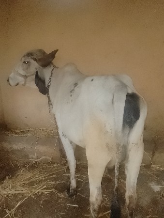 थंबनेल 2