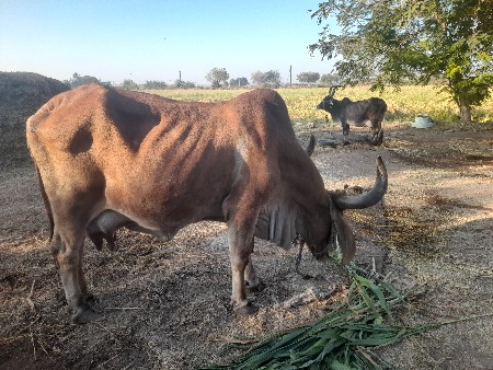 थंबनेल 2