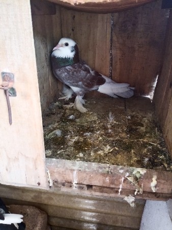 थंबनेल 3