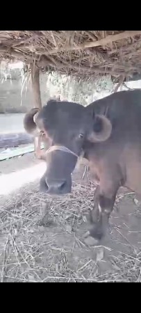 ટોપલી જાફરાબાદી ખડાય છે