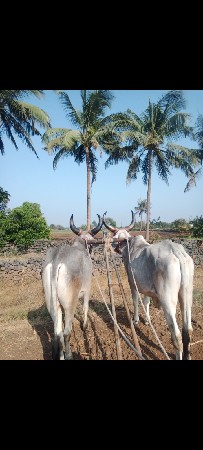 थंबनेल 3