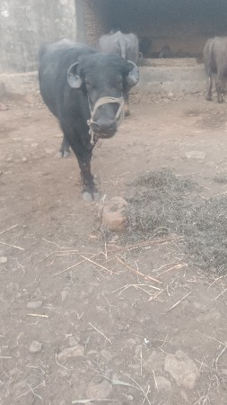 પાડો વેચવાનો સે