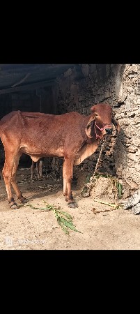 थंबनेल 4