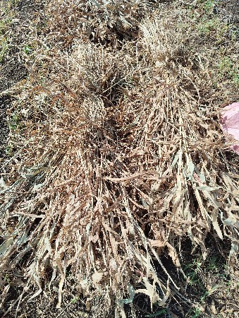 જુવાર ના પુરા