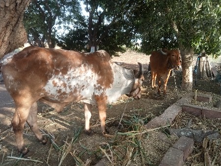 थंबनेल 3