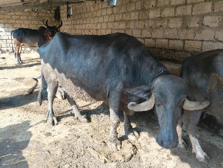 થંબનેલ 3