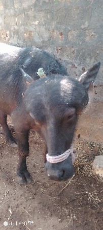 ખળેલી વેચવાની છે