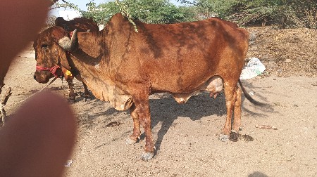 ગાય વેચવાની છે