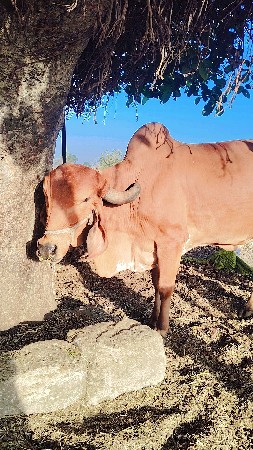 gir gay vechvani che