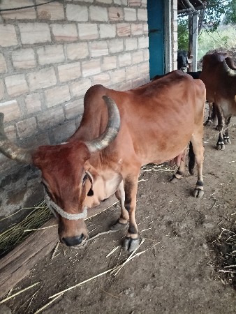 थंबनेल 3