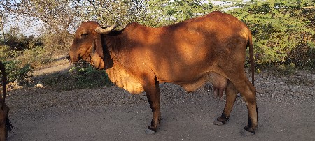 થંબનેલ 3