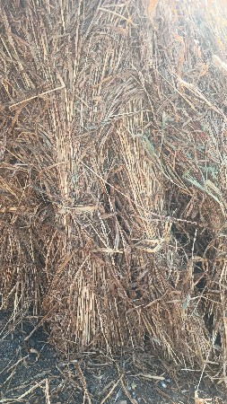 જવાર ના પૂળા વેચાવા છે