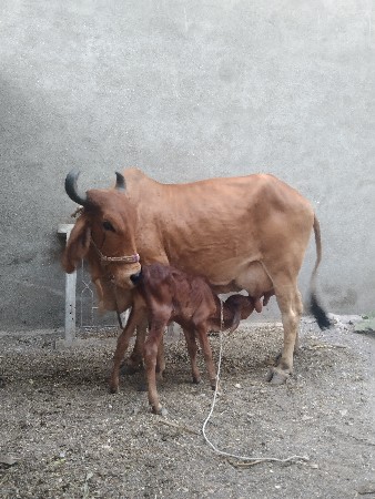 थंबनेल 3