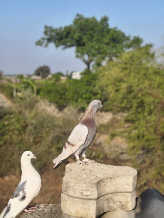 थंबनेल 2