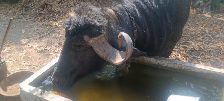 ભેંસ વેચવાની છે