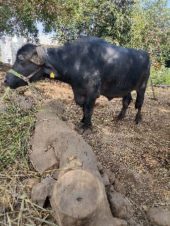 વેચવાની છે