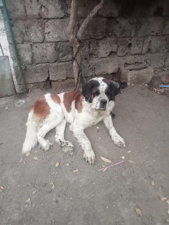 સેન્ડ બનાર્ડ મેલ