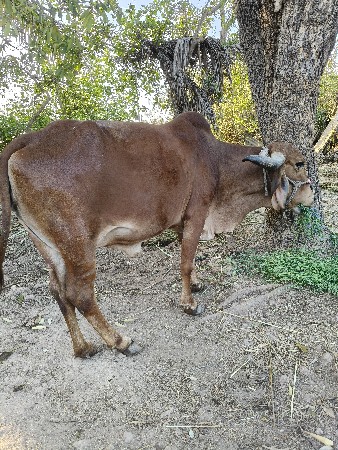 ગાય વેચવાની છે
