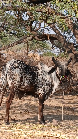 थंबनेल 3