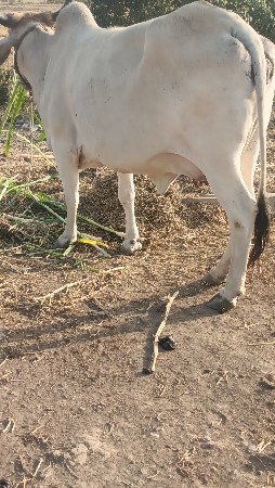 थंबनेल 3