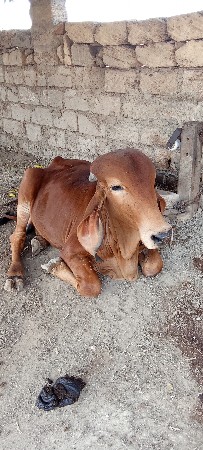 ગીર ધણખુટ વેચવાનો છે.