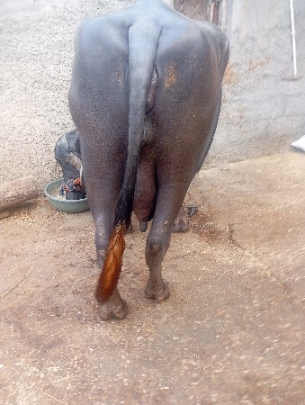 થંબનેલ 3