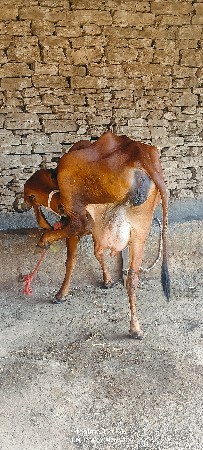 थंबनेल 4