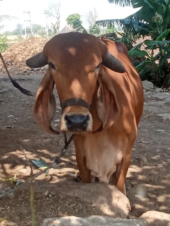 थंबनेल 2