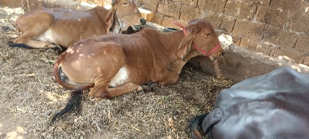 થંબનેલ 3