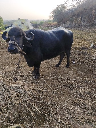 થંબનેલ 3