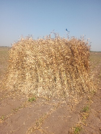 Juvar ni niran vesvani se