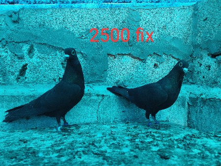 थंबनेल 2