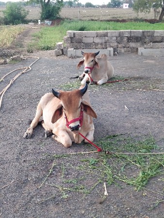 थंबनेल 2