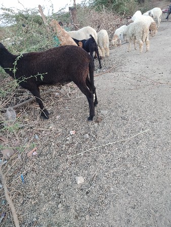 ઘેટો વેચવાનો છે