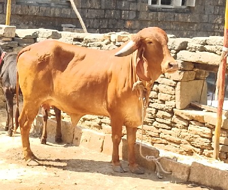 સોન કપિલા હોડકી વેચવાની છે