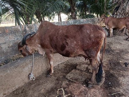 થંબનેલ 3