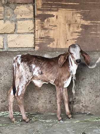 थंबनेल 3