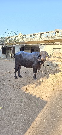 ભેંસ વેચવાની છે