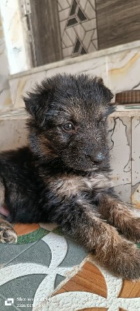 aapvana che sata ma motu chale