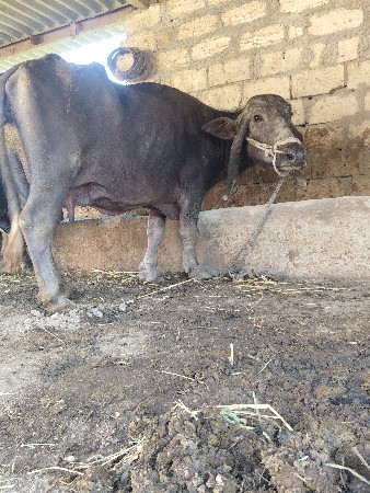 थंबनेल 3