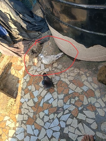 full udhar female for sel