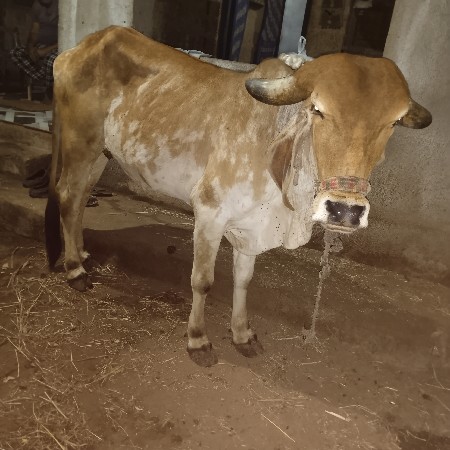 હોડકુ વેચવાનું છે