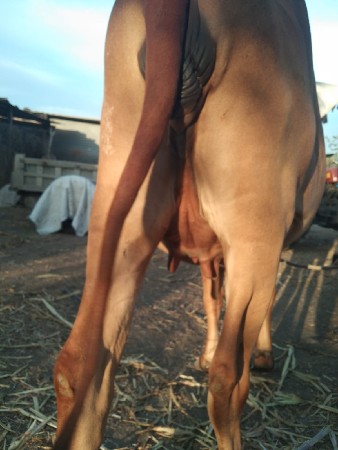 ગાય વેચવાની છે