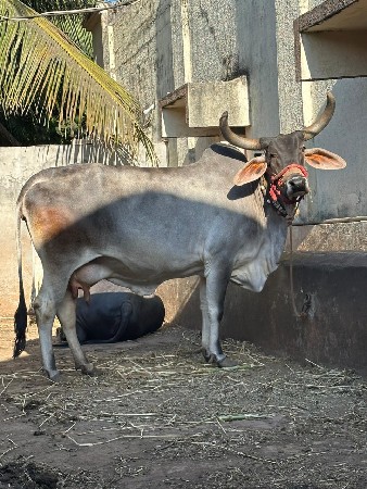 थंबनेल 3