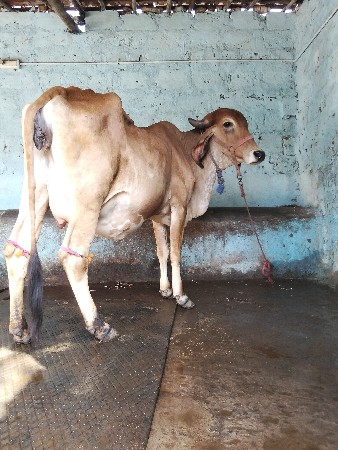 દેસીવોડકીવેસવાની સે