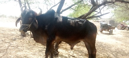 थंबनेल 3