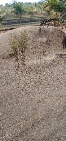 ચણાનો ખારિયુ વેચવાનું છે